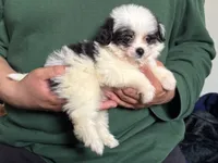 Beautiful Puppy, a male Maltipoo and Shihpoo for sale in Garden Grove, CA – 1 of 1