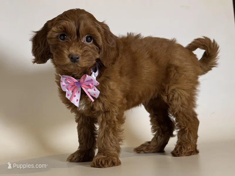 Female Goldendoodle 💖 – Goldendoodle, Miniature Goldendoodle puppy for sale in Garden Grove, CA