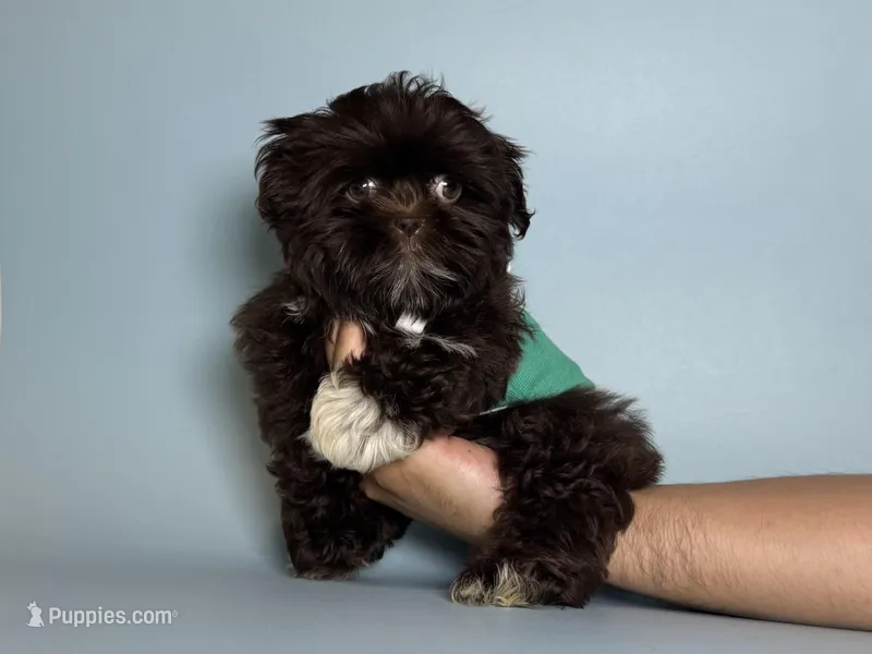 CHOCOLATE Imperial Shih Tzu 🤎 – Shih Tzu puppy for sale in Garden Grove, CA