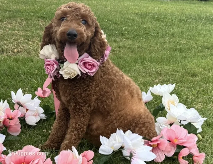 Female Mini Doodle – Goldendoodle, Miniature Goldendoodle puppy for sale in Garden Grove, CA