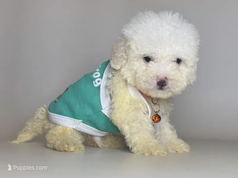 Male Malti-Poo 🐶 – Maltipoo, Poodle - Toy  puppy for sale in Garden Grove, CA
