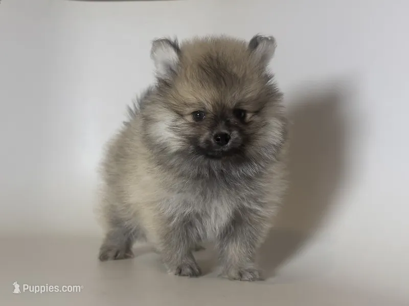 TINY Pomeranian 🧸 – Pomeranian puppy for sale in Garden Grove, CA