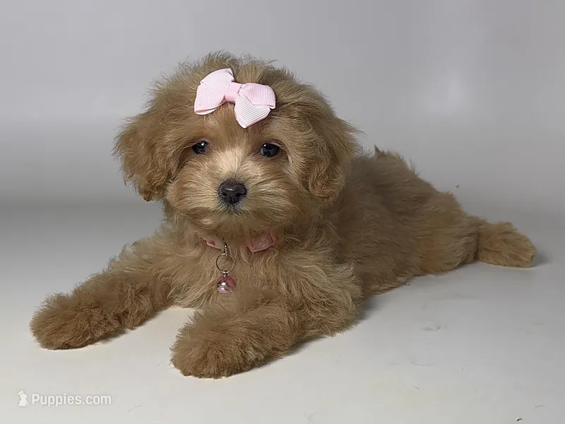 APRICOT Mali-Poodle 🐶