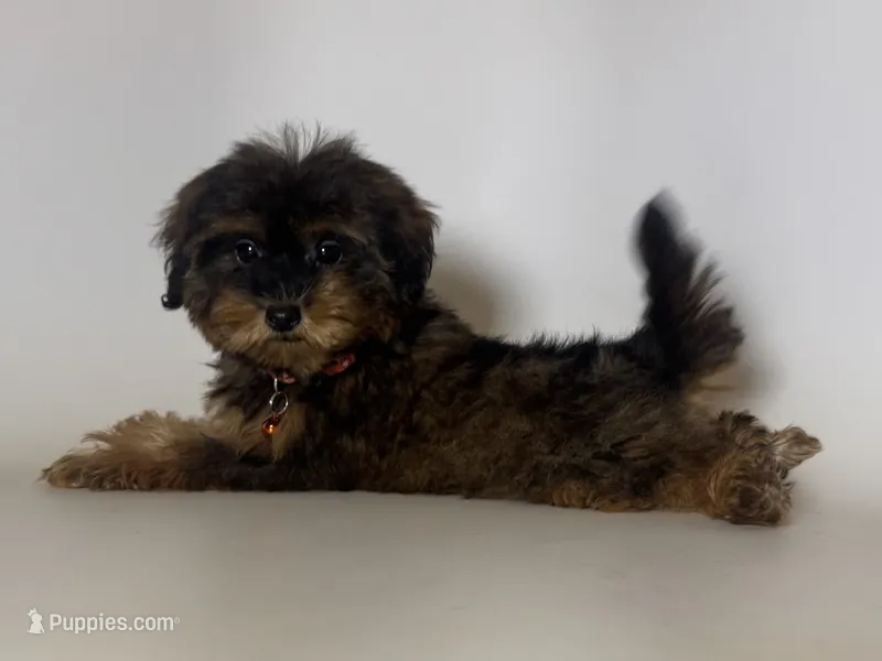 YORKIEPOO – Yorkipoo, Mal Shi puppy for sale in Garden Grove, CA