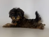 YORKIEPOO, a male Yorkipoo and Mal Shi for sale in Garden Grove, CA – 1 of 1