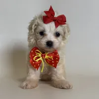 Teacup Size Maltipoo ❤️, a female Maltipoo and Poodle - Toy  for sale in Garden Grove, CA – 2 of 2