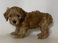 TeddyBear Face Maltipoo, a male Maltipoo and Poodle - Toy  for sale in Garden Grove, CA – 1 of 2