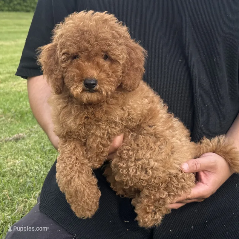 TeddyBear Goldendoodle , a male Poodle - Miniature  and Miniature Goldendoodle for sale in Garden Grove, CA – 1 of 2