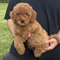 TeddyBear Goldendoodle , a male Poodle - Miniature  and Miniature Goldendoodle for sale in Garden Grove, CA – 1 of 2