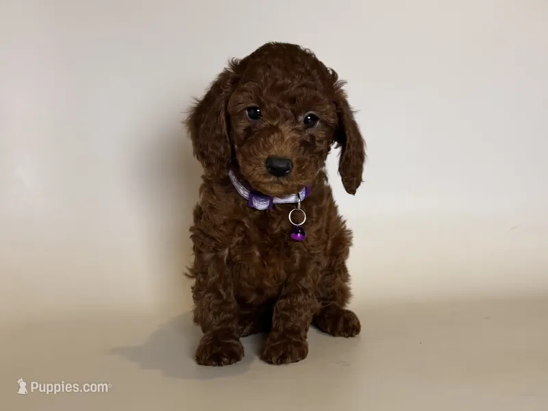 🎀Toy Poodle 🎀 – Poodle - Toy , Poodle - Miniature  puppy for sale in Garden Grove, CA