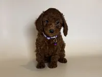 🎀Toy Poodle 🎀, a female Poodle - Toy  and Poodle - Miniature  for sale in Garden Grove, CA – 1 of 1