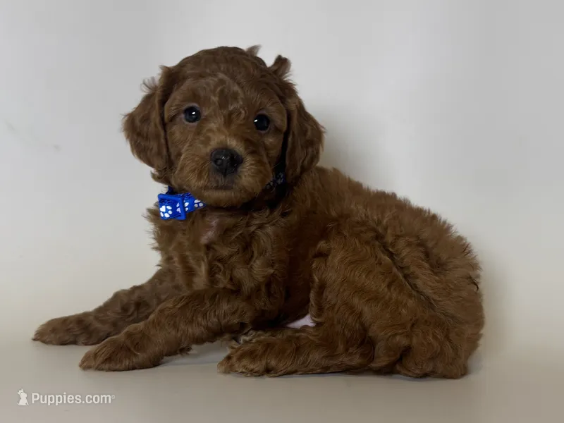 Male Poodle Puppy 🐶  – Poodle - Toy , Poodle - Miniature  puppy for sale in Garden Grove, CA