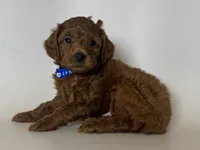 Male Poodle Puppy 🐶 , a male Poodle - Toy  and Poodle - Miniature  for sale in Garden Grove, CA – 1 of 2