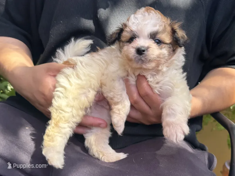 Perfect Maltipoo  – Maltipoo, Shihpoo puppy for sale in Garden Grove, CA