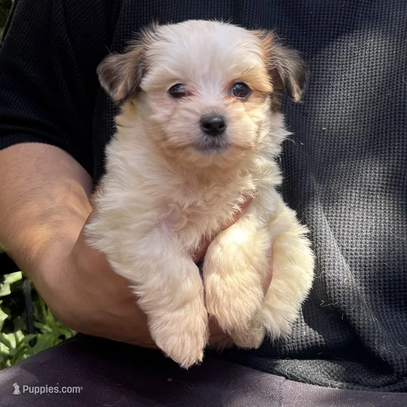 Teacup Puppy – Maltipoo, Shihpoo puppy for sale in Garden Grove, CA