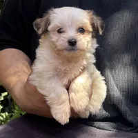 Teacup Puppy, a male Maltipoo and Shihpoo for sale in Garden Grove, CA – 1 of 1