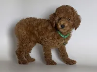 Male Red Poodle , a male Poodle - Toy  and Poodle - Miniature  for sale in Garden Grove, CA – 1 of 1