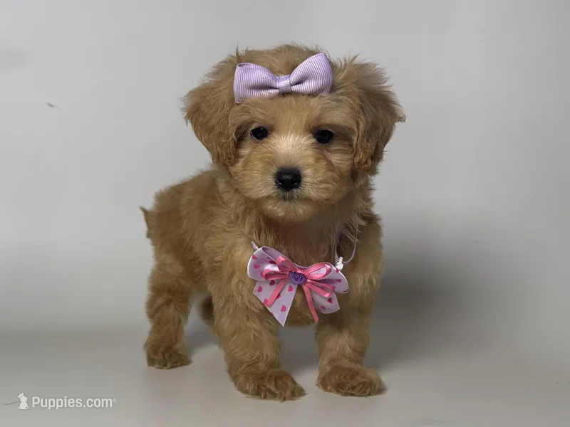 Apricot Malti Poo ❤️