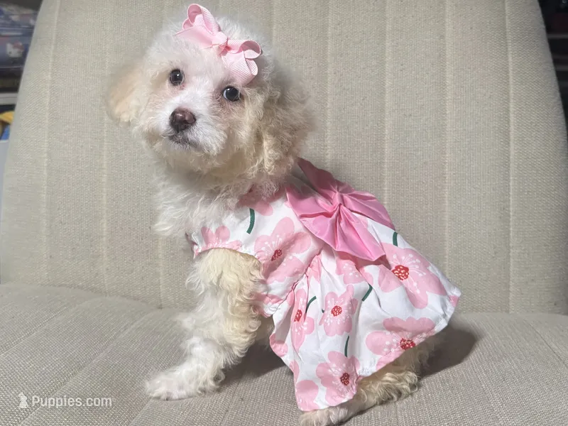 Sweet Malti-Poo Mix 💖 – Maltipoo, Poodle - Toy  puppy for sale in Garden Grove, CA