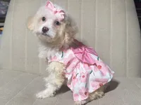Sweet Malti-Poo Mix 💖, a female Maltipoo and Poodle - Toy  for sale in Garden Grove, CA – 1 of 1