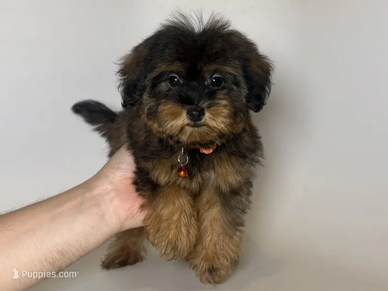 MAX  – Yorkipoo, Mal Shi puppy for sale in Garden Grove, CA