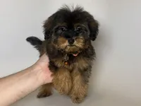 MAX , a male Yorkipoo and Mal Shi for sale in Garden Grove, CA – 1 of 1
