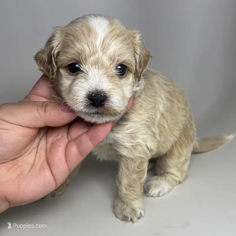 Small Apricot Maltipoo – Maltipoo, Poodle - Toy  puppy for sale in Garden Grove, CA