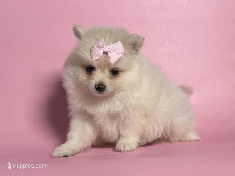 Tiny Pomeranian 🩷