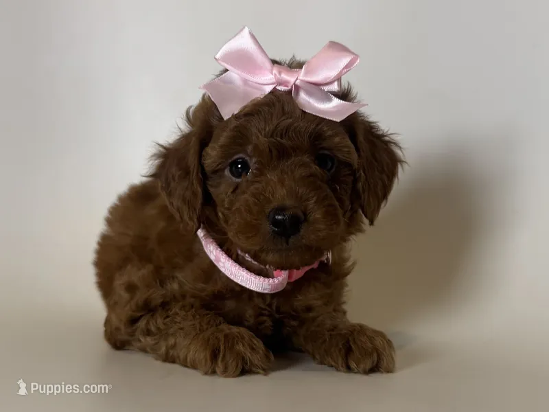 XS Red Poodle 💕 – Poodle - Toy  puppy for sale in Garden Grove, CA