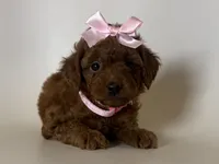 XS Red Poodle 💕, a female Poodle - Toy  for sale in Garden Grove, CA – 1 of 2
