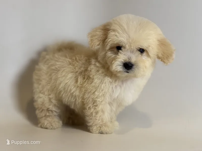 PLUSHIE 🧸❤️ – Maltipoo, Poodle - Toy  puppy for sale in Garden Grove, CA