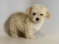 PLUSHIE 🧸❤️, a male Maltipoo and Poodle - Toy  for sale in Garden Grove, CA – 1 of 2