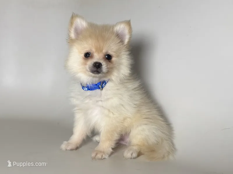 PureBred POM Puppy – Pomeranian puppy for sale in Garden Grove, CA