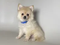 PureBred POM Puppy, a female Pomeranian for sale in Garden Grove, CA – 1 of 2