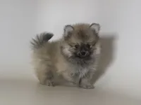 TEACUP TeddyBear , a male Pomeranian for sale in Garden Grove, CA – 1 of 1