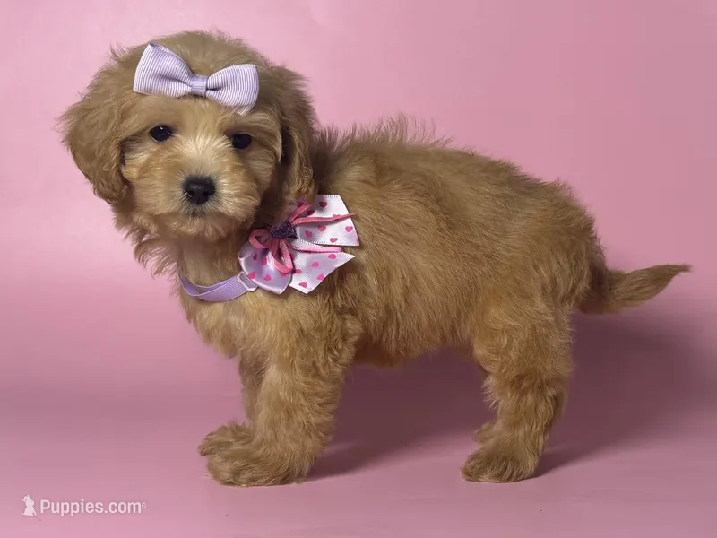 TEACUP Maltipoo 