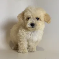 Super Fluffy Malti-Poo, a male Maltipoo and Poodle - Toy  for sale in Garden Grove, CA – 1 of 2