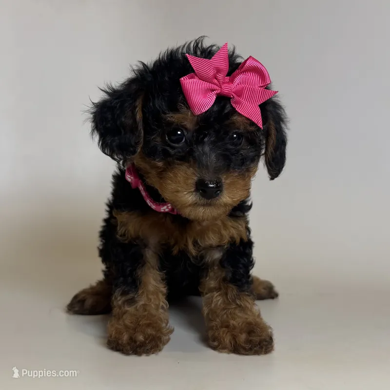 💕XS Baby Girl 💕🐶🐾 – Maltipoo, Shihpoo puppy for sale in Garden Grove, CA