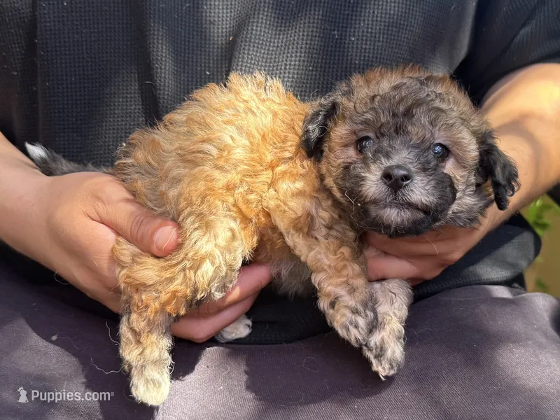 Beautiful Brown Puppy – Maltipoo, Shihpoo puppy for sale in Garden Grove, CA
