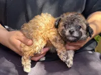 Beautiful Brown Puppy, a male Maltipoo and Shihpoo for sale in Garden Grove, CA – 1 of 1