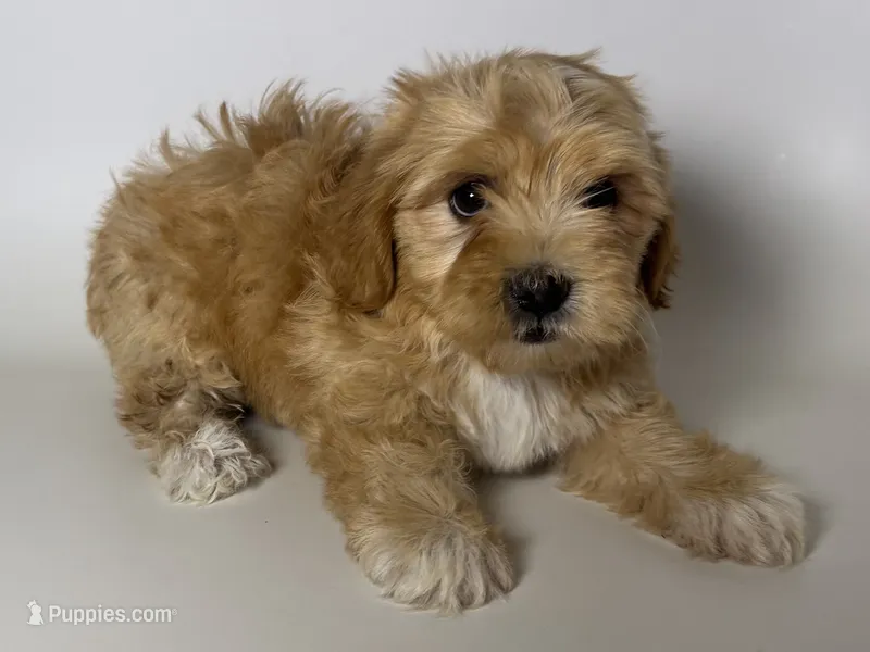 Cavapoo Mix  – Cavapoo, Maltipoo puppy for sale in Garden Grove, CA