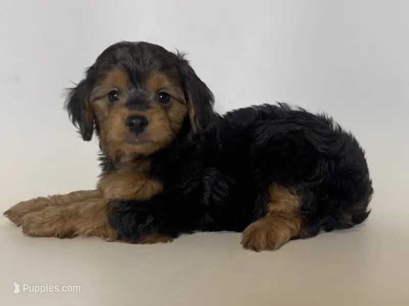 💕Female Yorkie 💕 – Yorkshire Terrier puppy for sale in Garden Grove, CA
