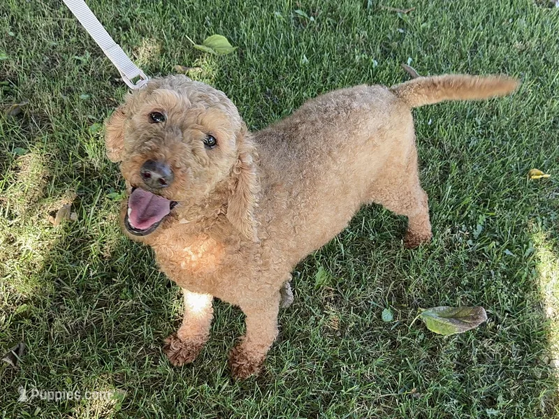 5 yr female  – Goldendoodle, Miniature Goldendoodle puppy for sale in Garden Grove, CA
