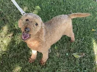 5 yr female , a female Goldendoodle and Miniature Goldendoodle for sale in Garden Grove, CA – 1 of 1