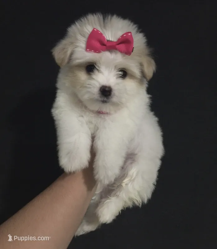 TCUP Maltipoo Pup – Maltipoo, Maltese puppy for sale in Garden Grove, CA