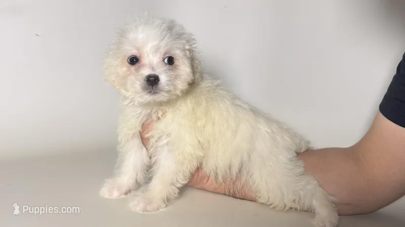 T-BONE  – Maltipoo, Maltese puppy for sale in Garden Grove, CA