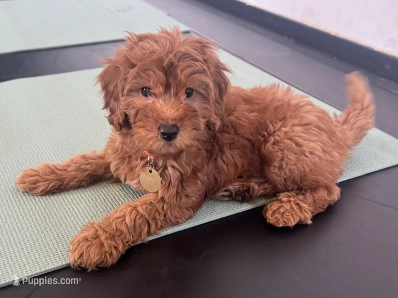 RED Golden Doodle  – Goldendoodle, Miniature Goldendoodle puppy for sale in Garden Grove, CA