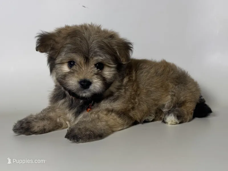 Maltipoo/ShihPoo Mix, a male Maltipoo and Shihpoo for sale in Garden Grove, CA – Photo 1 of 1
