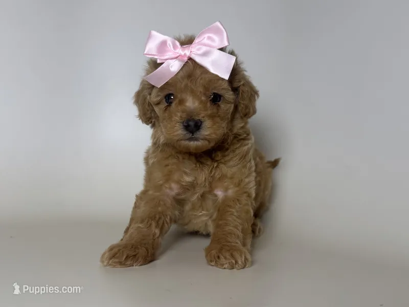 TEACUP Poodle – Poodle - Toy  puppy for sale in Garden Grove, CA