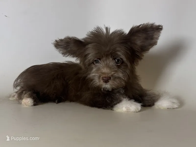 CHOCO Morkie  – Maltipoo, Morkie puppy for sale in Garden Grove, CA
